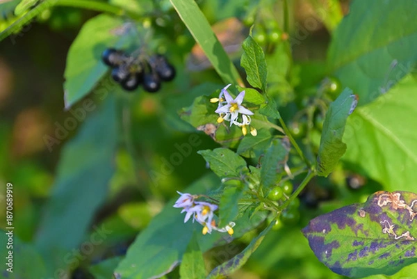 Fototapeta アメリカイヌホオズキの花