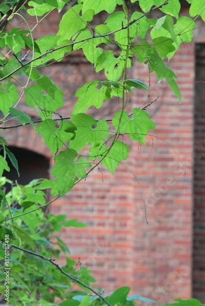 Obraz レンガの壁とツタ