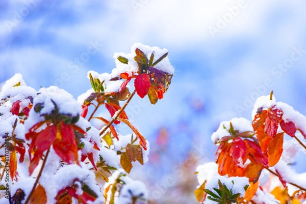 Obraz ツツジの紅葉に雪