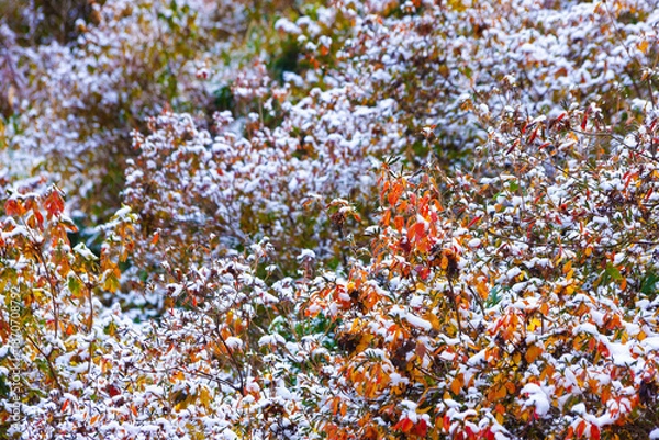 Obraz ツツジの紅葉に雪