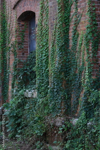 Obraz 蔦に覆われた壁