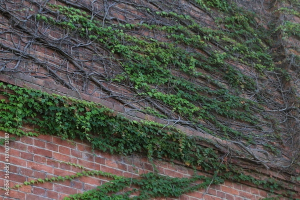 Obraz 蔦に覆われた壁