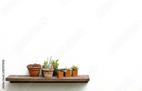 Fototapeta Flower on shelves on white wall background with free copy space for your creativity ideas text.