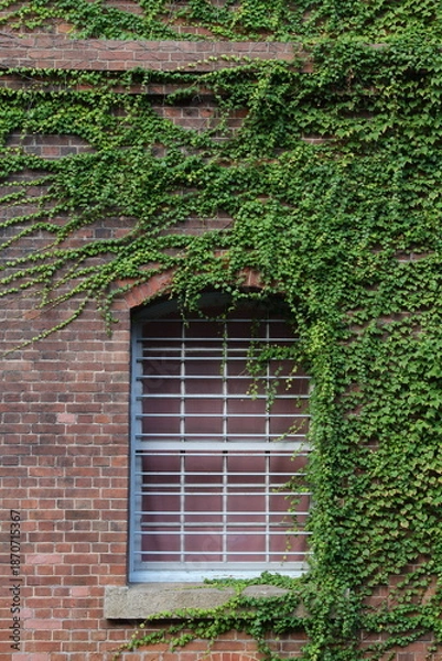 Obraz 蔦のある窓