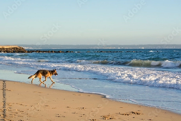Obraz German Shepherd dog plays on the beach