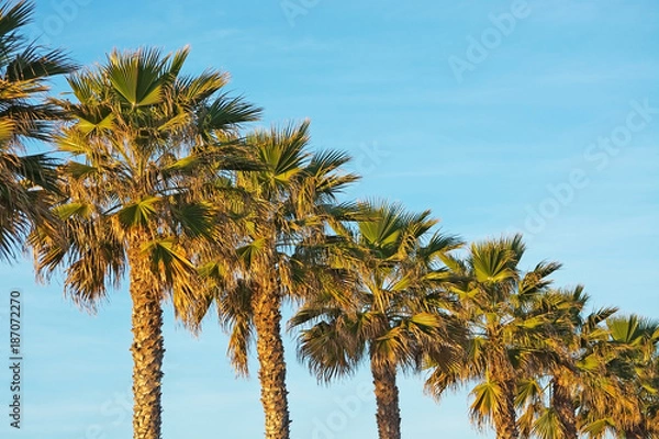 Fototapeta Palm trees in a row