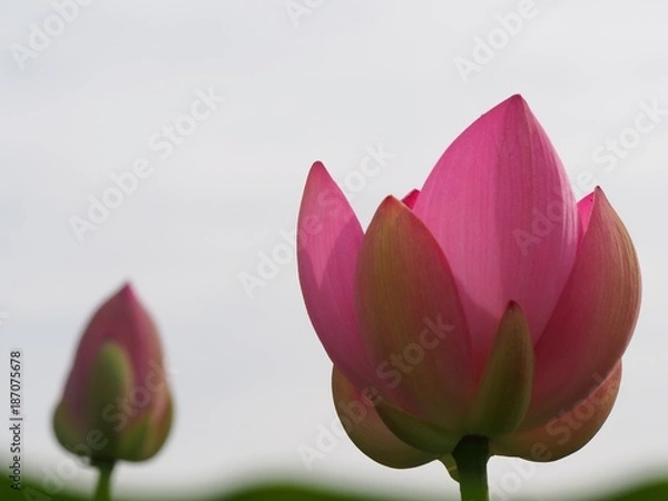 Fototapeta 大賀ハスのつぼみ