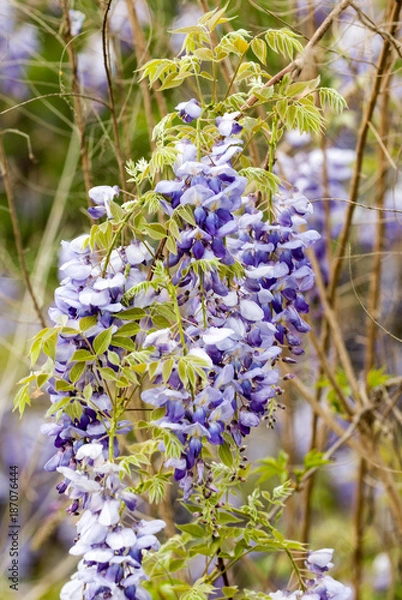 Obraz Wisteria Blooming