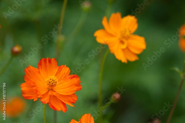 Obraz Orange Sulphur Cosmos