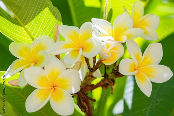 Obraz Fleurs de frangipanier