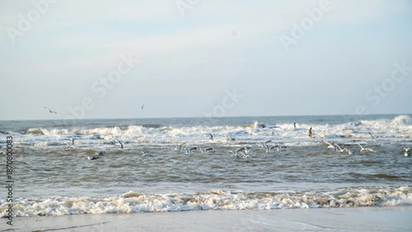Fototapeta Mögen und Seevögel