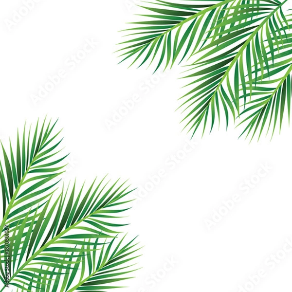 Obraz palm tree isolated on white background