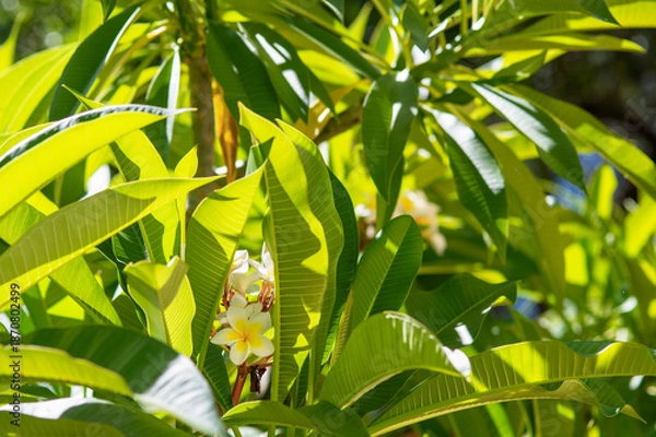 Obraz Plumeria alba