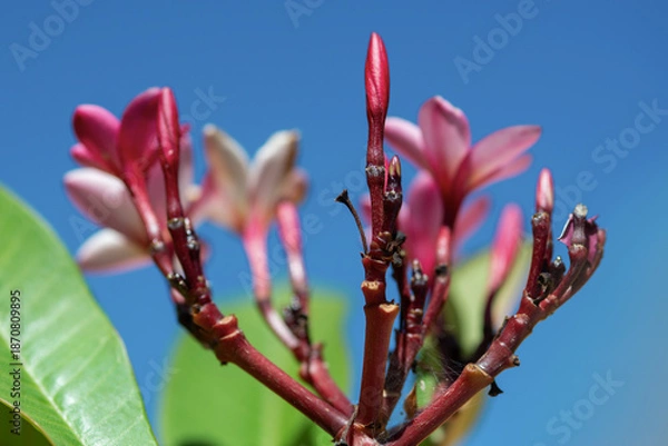 Obraz Frangipanier rouge