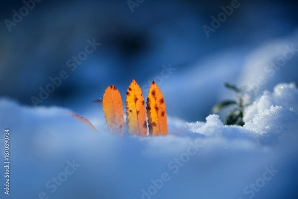Obraz Leaf covered with snow after snowfall