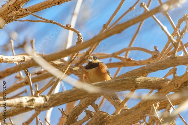Obraz 青空を背景に木の枝に留まる野鳥のヤマガラの姿