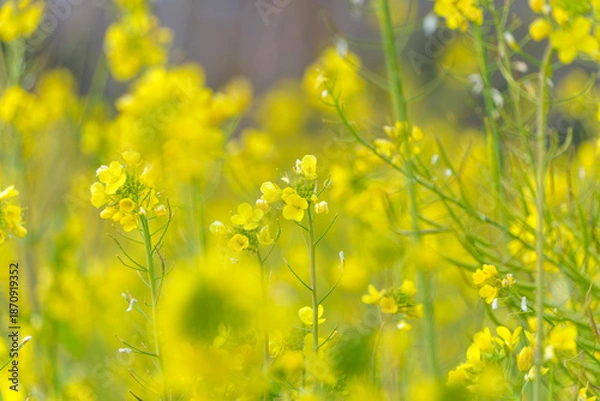 Obraz 春の野原に咲く黄色い菜の花 満開の花畑
