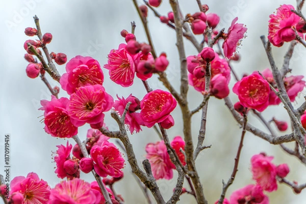 Obraz 青空に映える紅梅のクローズアップ 春の訪れ