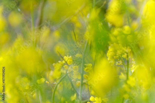 Obraz 柔らかな光とボケ味に包まれた満開の菜の花が作る春の背景素材