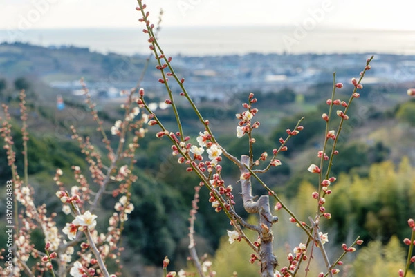 Obraz 海と街並みを背景に山肌で咲き誇る白梅の枝と早春の風景