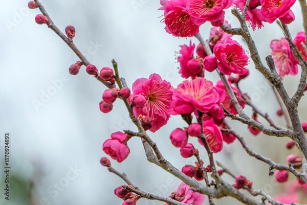 Obraz 鮮やかな紅梅の花と蕾が春の訪れを告げるクローズアップ