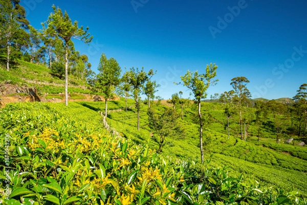 Obraz Sri Lanka tea plantations view