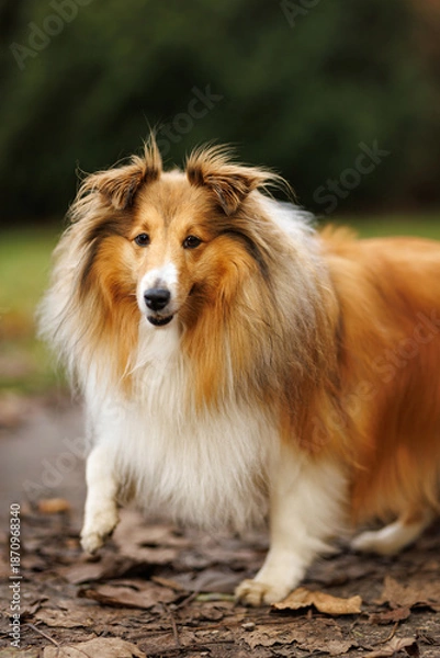 Fototapeta Sheltie dog walking on leaf-covered forest path