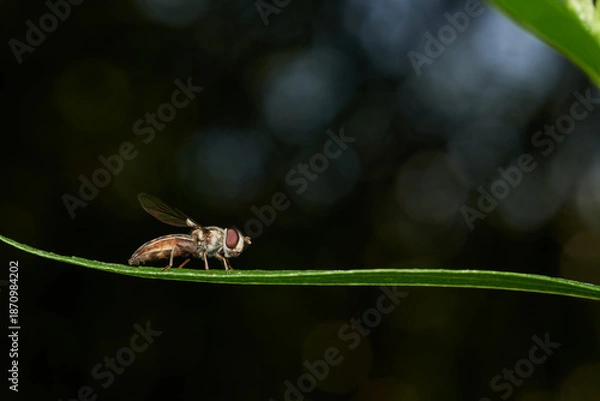 Fototapeta Macro hoverfly perched on delicate green stem