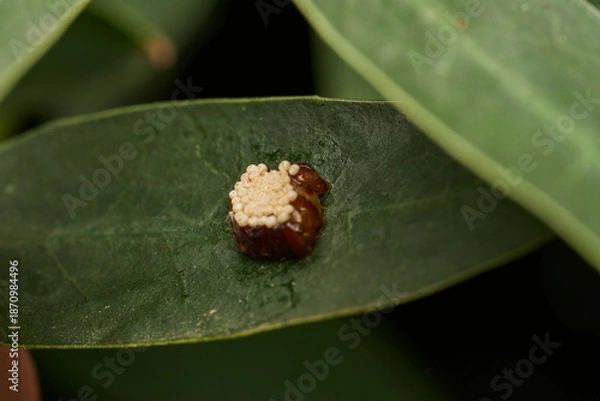 Fototapeta Insect eggs development stage on leaf surface