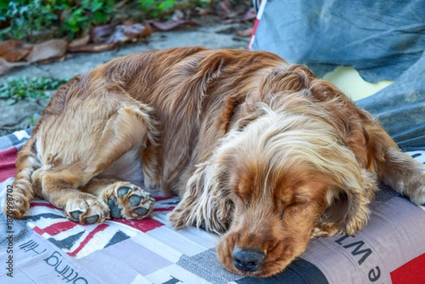 Obraz cocker spaniel durmiendo