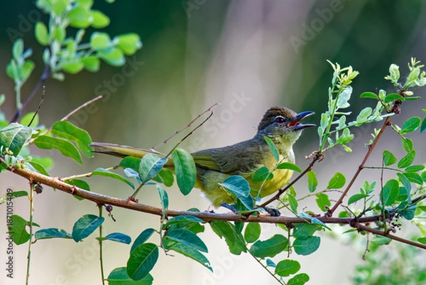 Fototapeta Gelbbauchbülbül