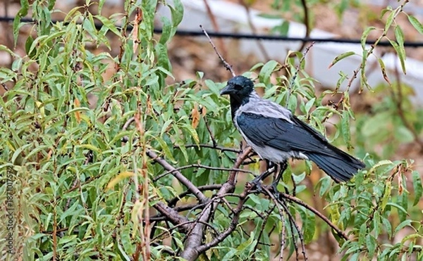 Obraz Hooded Crow (Corvus cornix), Greece
