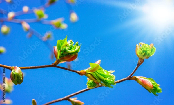 Fototapeta Grüne Blätter, blauer Himmel mit Sonne im Frühling