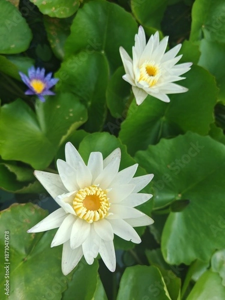 Obraz white lotus flower