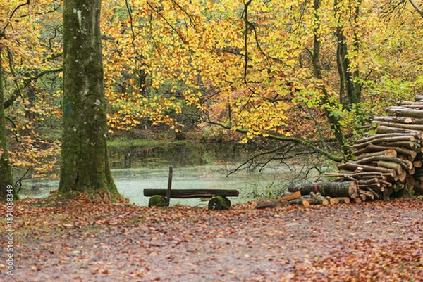 Obraz Blick auf einen kleinen See im Wald