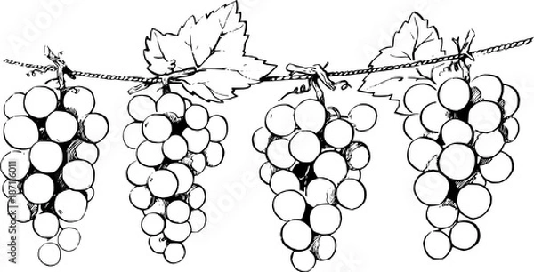 Obraz Weintrauben