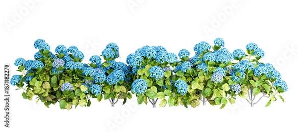 Fototapeta Hydrangea flower isolated on white background