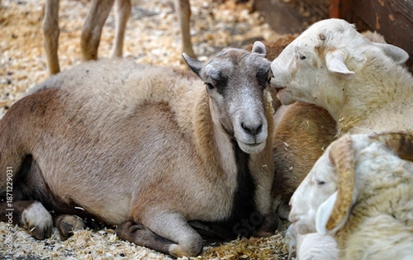 Obraz sheep resting in a barn