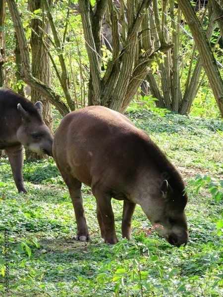 Fototapeta Tapir