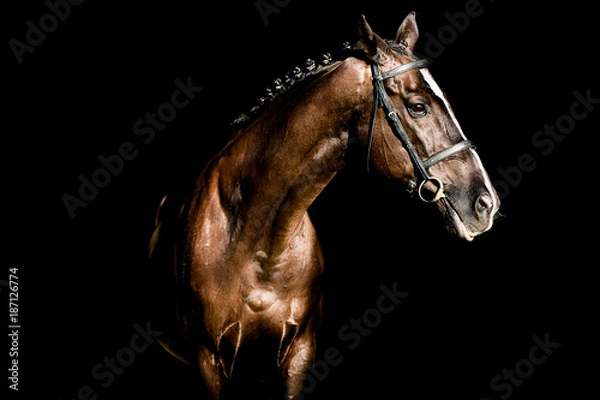 Fototapeta Beautiful stallion posing on a black background