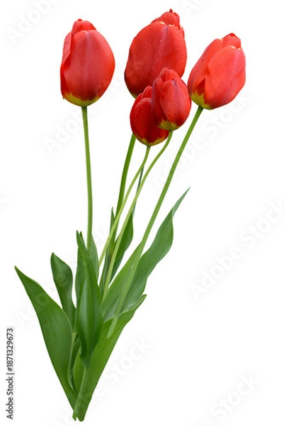 Fototapeta Blumen 1542