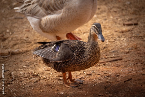 Obraz Duck and goose