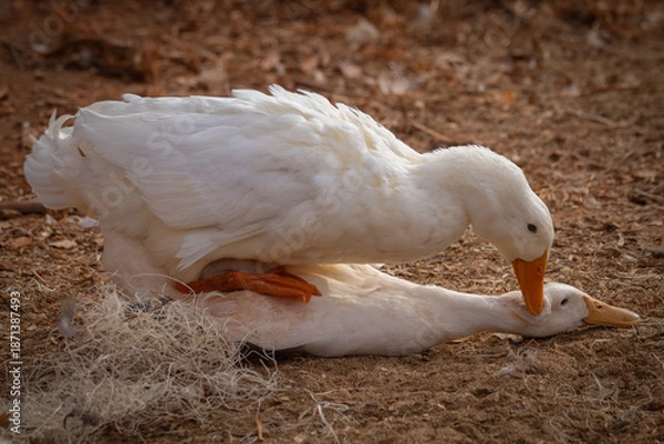 Obraz Peking ducks mating