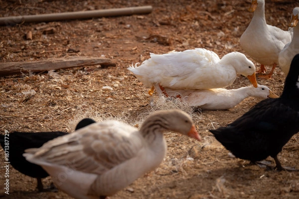 Obraz Peking ducks mating