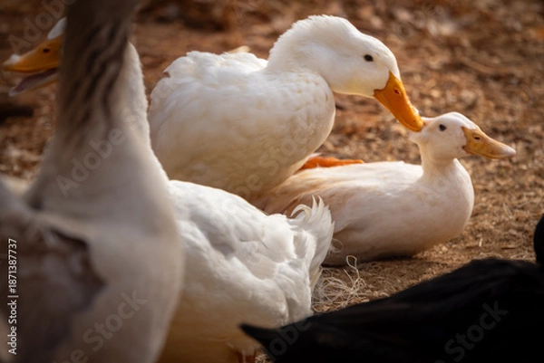Obraz Peking ducks mating