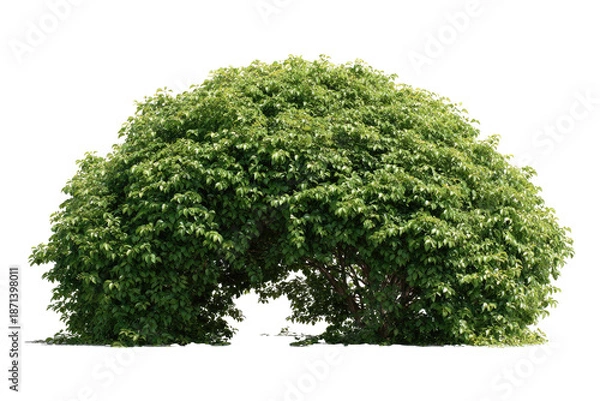 Obraz Lush green, arching shrub