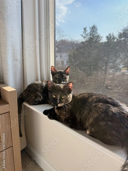Obraz cats on windowsill 