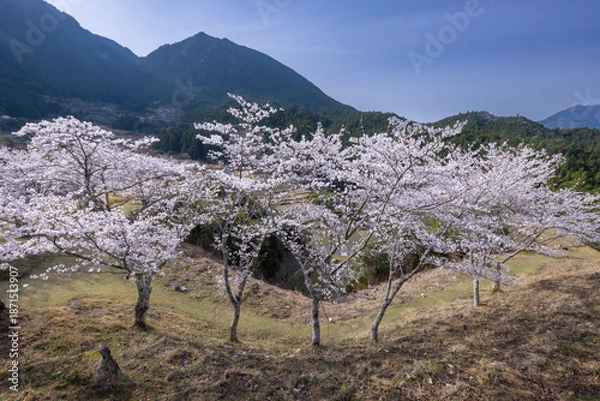 Obraz 春の赤木城跡