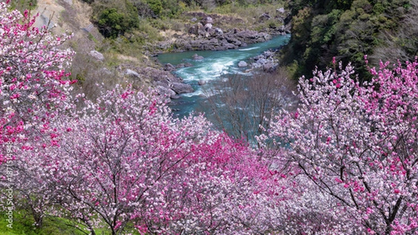 Obraz 引地橋の花桃