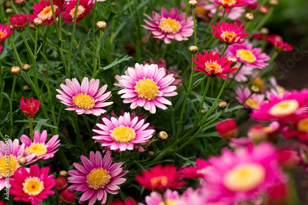 Obraz Flores del campo